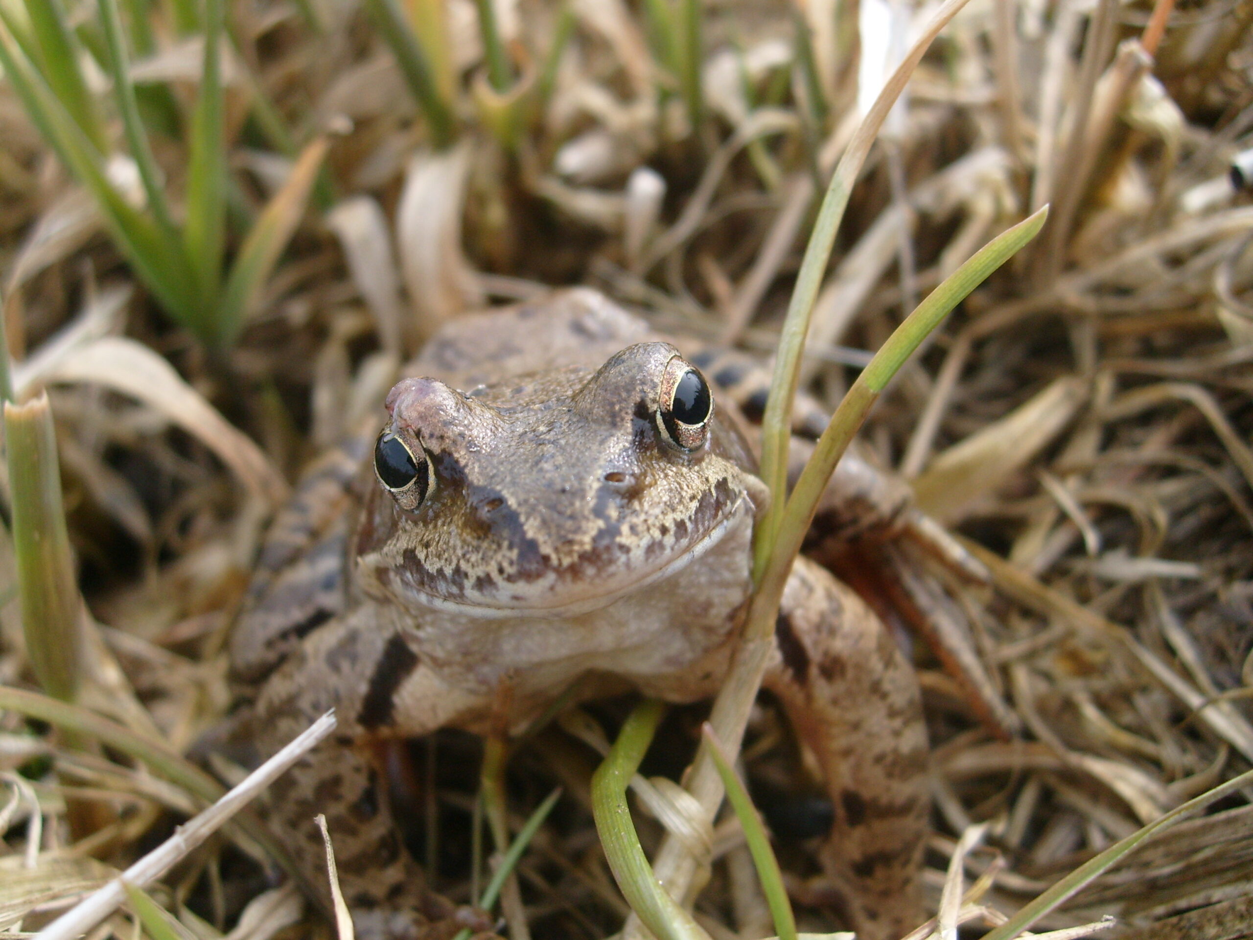 Zdjęcie żaby trawnej