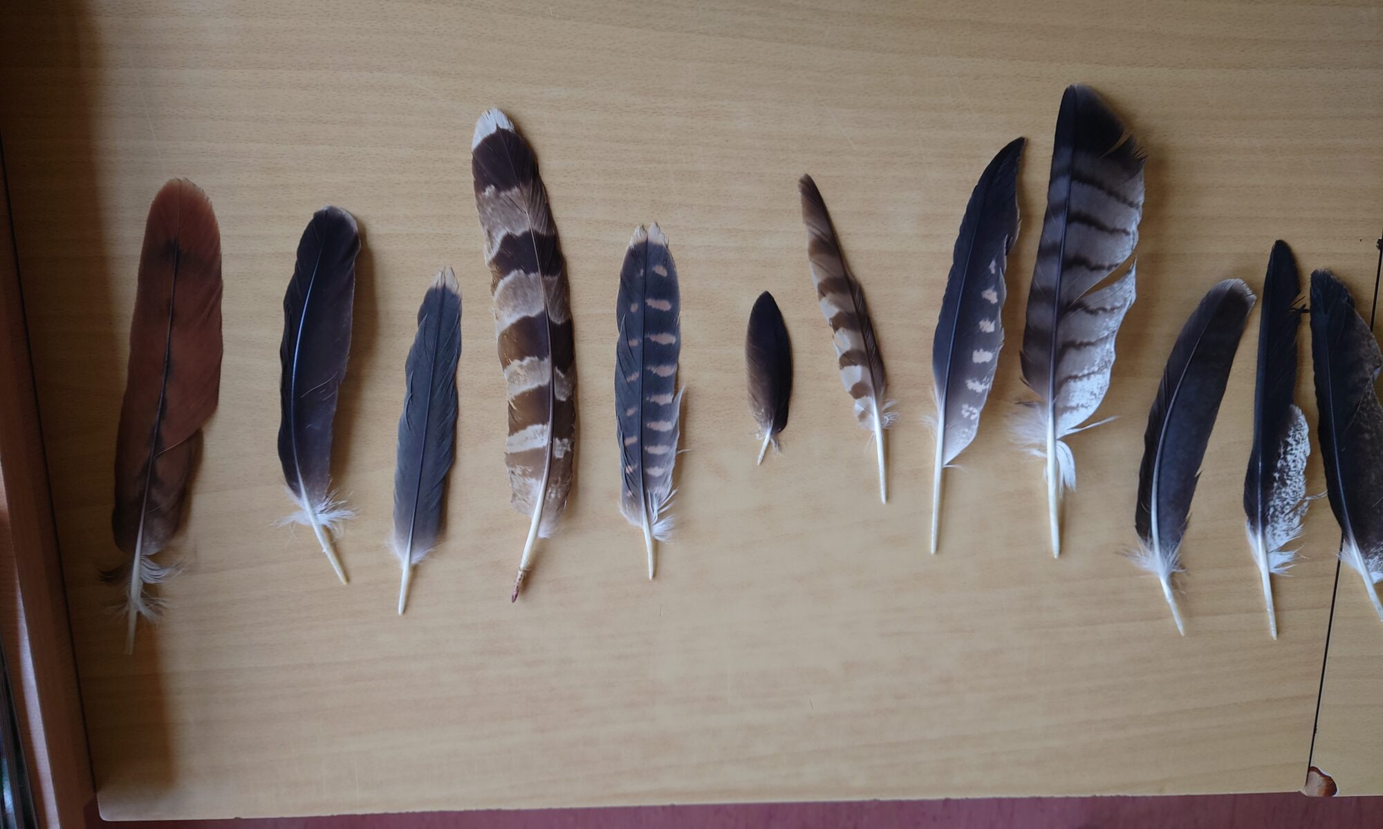 Pojedyncze pióra ptaków na stole