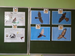Zdjęcia ptaków w klasie