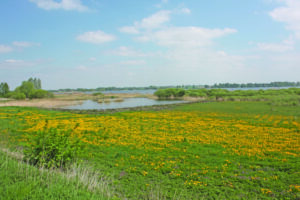 Zdjęcie przedstawia łąkę pokrytą żółtymi kwiatami oraz teren podmokły
