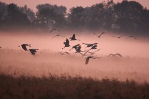 migrujące ptaki w locie