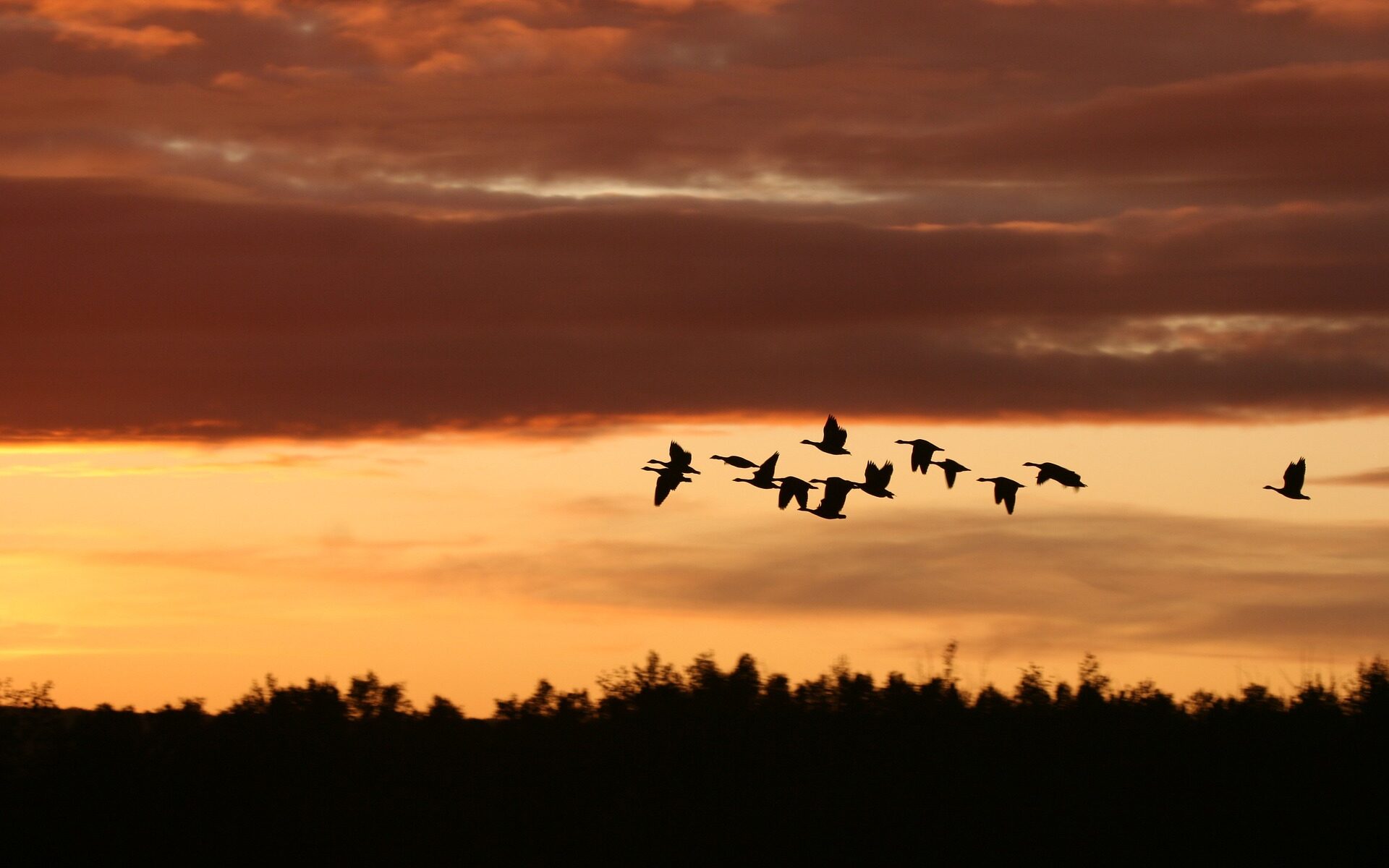 migrujące ptaki w locie