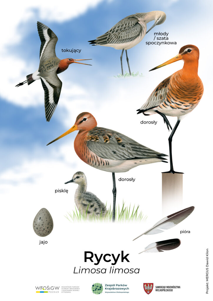 Plansza przedstawiająca samca i samicę rycyka, pisklę osobnika tokującego i młodego ptaka w szacie spoczynkowej. Na planszy widoczne są również pióra i jajo.