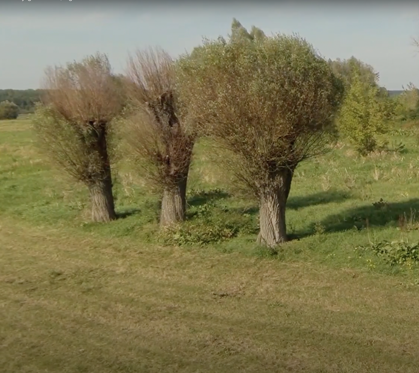 Trzy wierzby utryzmane w formie drzewa ogłowionego