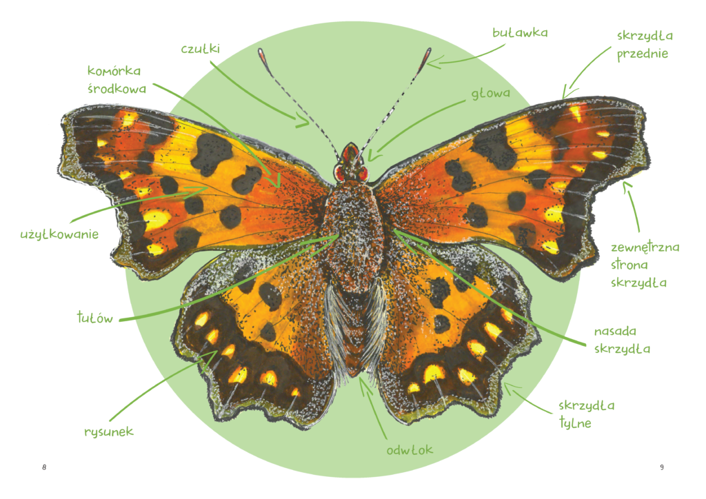 Schemat budowy motyla