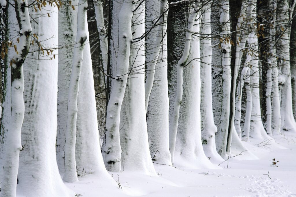 Zdjęcie przedstawia pnie drzew pokryte śniegiem.
