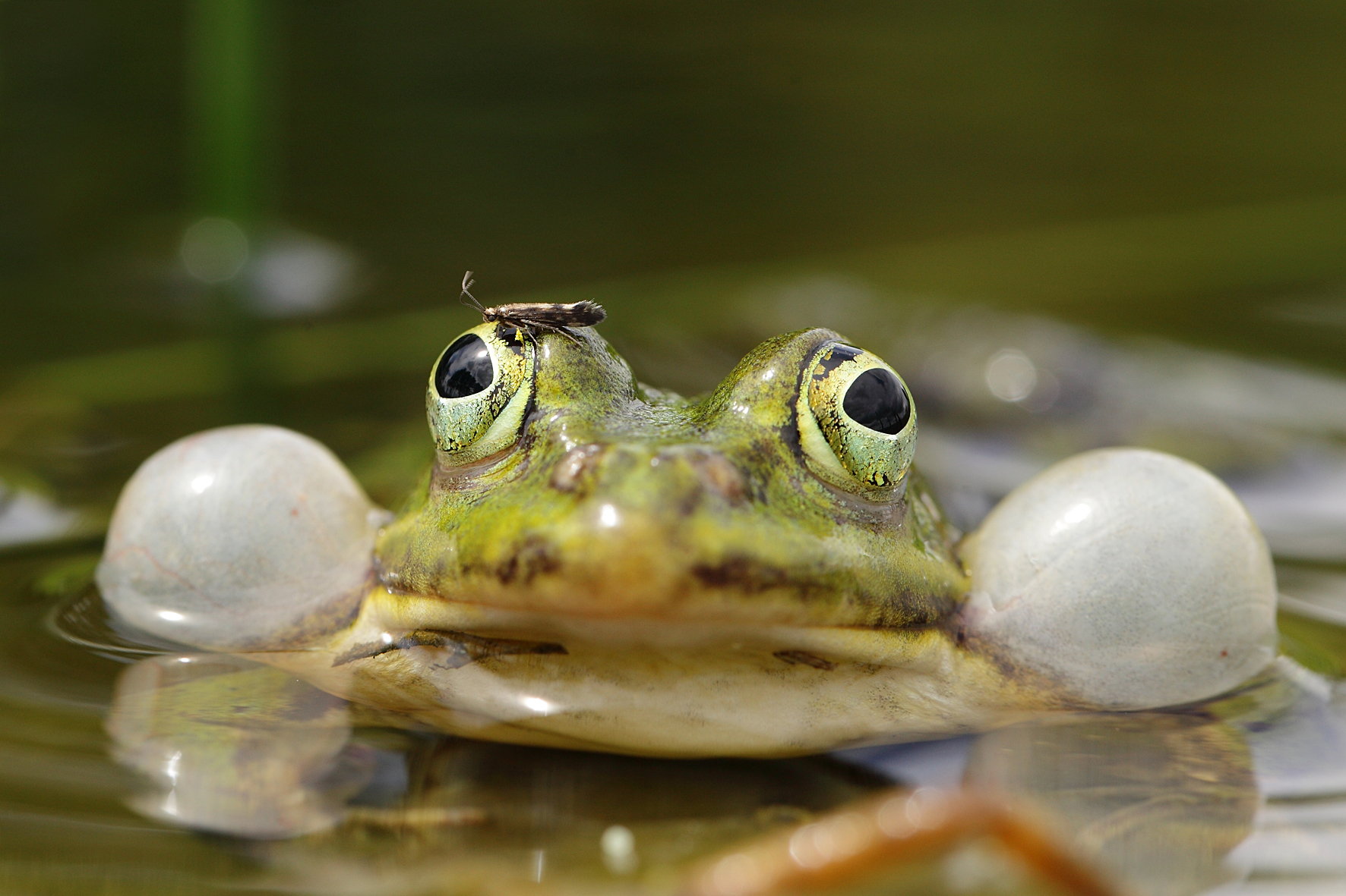 żaba z wydętymi policzkami wychyla się ponad wodę.