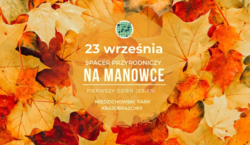 Grafika dekoracyjna, przebarwione jesienne liście klonu, na środku napis: 23 września spacer przyrodniczy na manowce, pierwszy dzień jesieni, Miedzichowski Park Krajobrazowy 