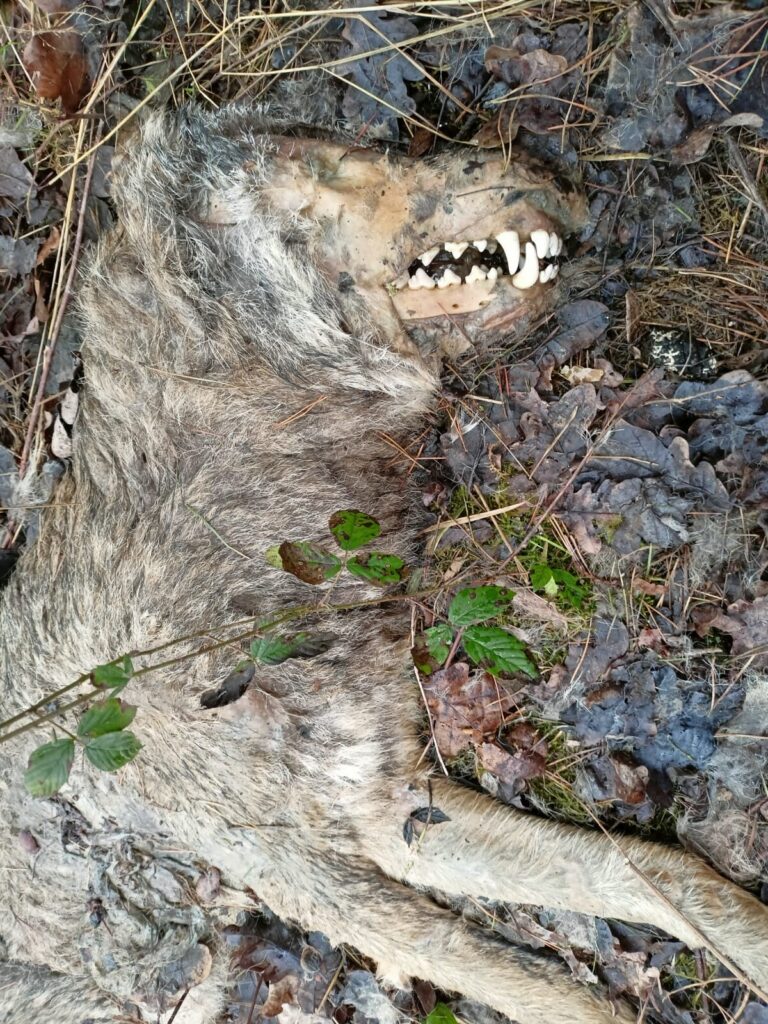 Martwy wilk. fot. M. Białek
