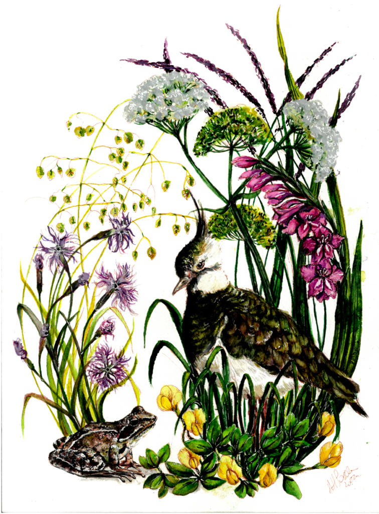 Obrazek przedstawia zbiorowisko roślinne nazywane łąką trzęślicową. W centralnej części stoi ptak czajka.