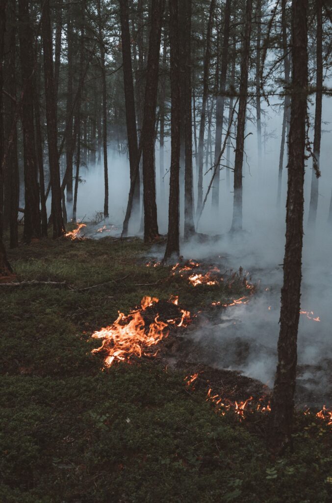 Płonące runo leśne w lesie.