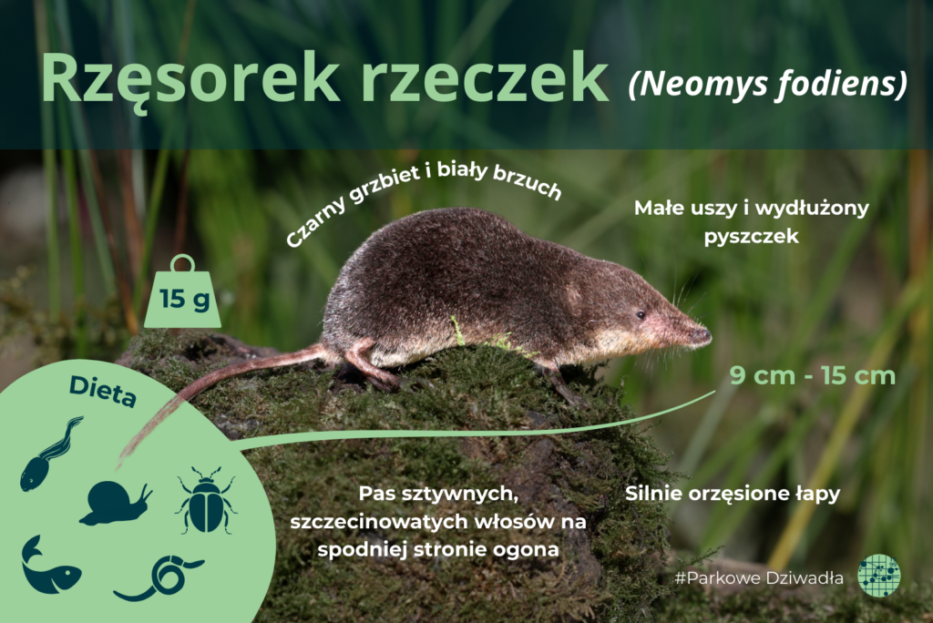 Zdjęcie przedstawia infografikę opisującą wygląd rzęsorka rzeczka. Pojawiają się tu informacje zawarte w tekście.