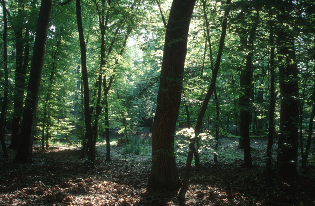 Widok lasu